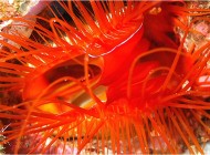 macro-020